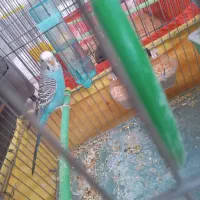 مرغ عشق|پرنده|جوادآباد, |دیوار