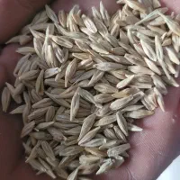 جوآبی بذری پایه کوتاه
