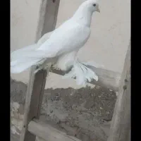 کفتر لوتی