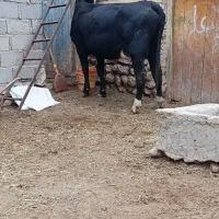 گاو سیمینتال با گوساله سیمینتال|حیوانات مزرعه|ماهنشان, |دیوار