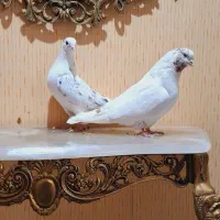 ۴ جفت کبوتر درجه یک|پرنده|اسلام‌شهر, شهرک واوان|دیوار
