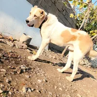 سگ آلابای اصل