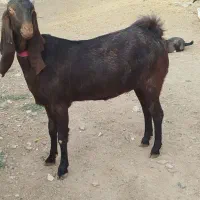 یک شاه بزپاکستانی اصل خیلی جوان آبستن خاطر جم|حیوانات مزرعه|ملکآباد, |دیوار