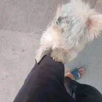 سگ اشپیتز نر شناسنامه دار|سگ|تبریز, |دیوار