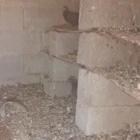 کبوترآلمانی|پرنده|گنبد کاووس, |دیوار