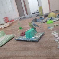 مرغ عشق|پرنده|دهدشت, |دیوار