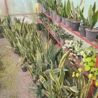 فروش انواع گل و گیاه|گل و گیاه طبیعی|رودسر, |دیوار