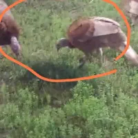 بوقلمون تخمگذار