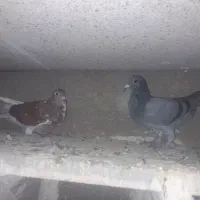 جوجه مسافتی|پرنده|ثمرین, |دیوار