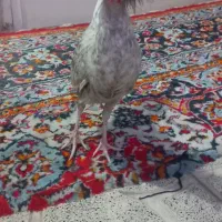 مرغ یا خروس لهستانی|حیوانات مزرعه|مشهد, شهید معقول|دیوار
