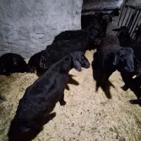 گوسفند قره قزل بره نر|حیوانات مزرعه|اسدآباد, |دیوار