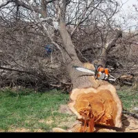 خرید انواع چوب ومو|خدمات باغبانی و درختکاری|لیلان, |دیوار