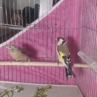 سهره وحشی ماده