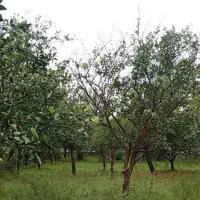 سند-تکبرگ-زمینهای-شهرکی-500متری