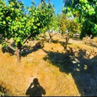 باغچه-480-متری-سنددار-ملارد-بیدگنه