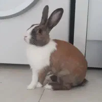 خرگوش گمشده