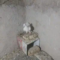 پلاکی