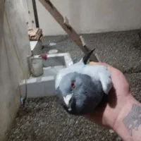 چند عدد جوجه مسافتی شناسنامه دار