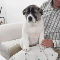 سگ آلابای|سگ|لوشان, |دیوار