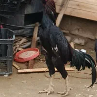 تخم مرغ لاری،تخم لاری سِ.ن.دی