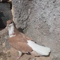 کله ای شهری|پرنده|بندر ماهشهر, |دیوار