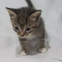 واگذاری فوری بچه گربه