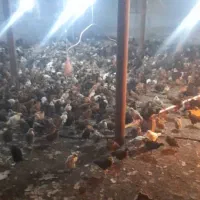 جوجه رسمی یک ماه نیم واکسن خورده|حیوانات مزرعه|تهران, ازگل|دیوار