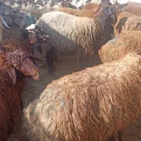 میش و بره|حیوانات مزرعه|سرولایت, |دیوار