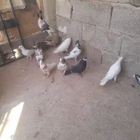 کبوتر پرشی|پرنده|مسجد سلیمان, |دیوار