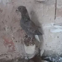 کبوتر جوجه