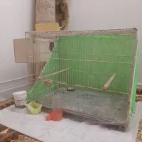 قفس بزرگ برای عروس هلندی و گرینچیک و کوتوله و...