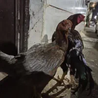 دوعدد مرغ وخروس لاری افغان اصل|حیوانات مزرعه|پاکدشت, پارچین|دیوار