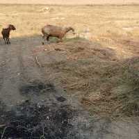 میش برای کشتار و پروار