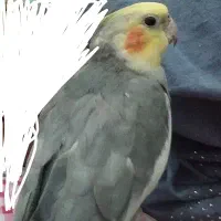گمشده