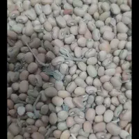 لوبیا سرخ جیرفتی تمیز