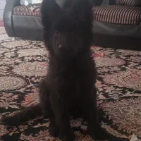 ژرمن شپرد شولاین بلک اصیل