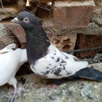 کبوتر نروماده اطراف زرند|پرنده|کرمان, |دیوار