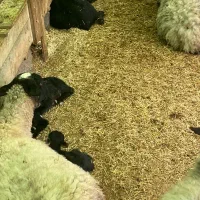 یک راس میش اصیل شکم دوم رومانف