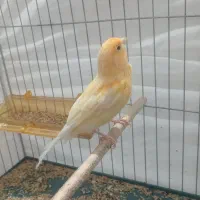 پرنده|پرنده|جیرفت, |دیوار