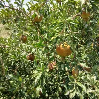 باغ چسب جاده و روستا