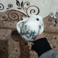 یک عدد کبوتر طوقی هفت رنگ