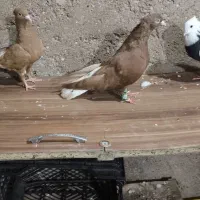 سرخ دمپاک زرد دمپاک نروماده تخم بچی|پرنده|شوشتر, |دیوار