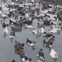 ۷۰۰عدد اردک پکنی ۵ماهه سنگین وزن|حیوانات مزرعه|فومن, |دیوار