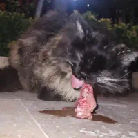 گربه پیدا شده|حیوانات|تهران, بوستان شیان|دیوار