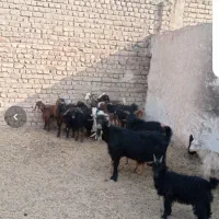 بز باع بز غاله آبستن|حیوانات مزرعه|قم, امامزاده ابراهیم|دیوار