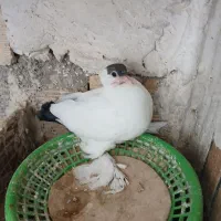 فروش یه عددکله دمبی