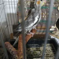 جوجه عروس هلندی نر