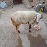 فروش کاوه قوچ دورگ چینی بختیاری به شرط تخمی