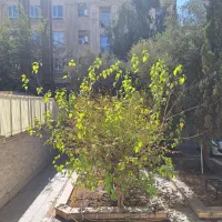 مستغلات دربستی/ ۷۰۰ متر بنا / ۳۰۰ متر حیاط