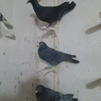 سه تاکبوتر|پرنده|شیروان (خراسان), |دیوار